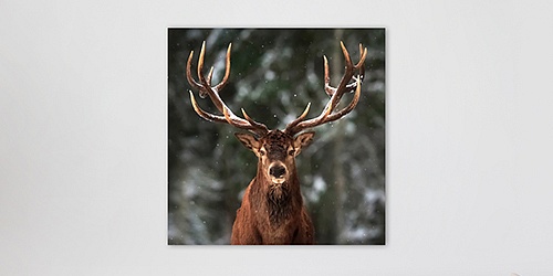 Obraz Deer