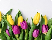 Prestieranie Jarné tulipány