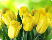 Prestieranie Tulipány – žlté